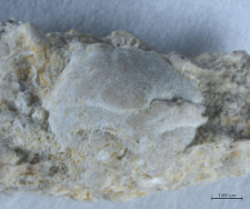 Goniodromites species