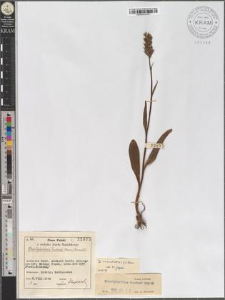 Dactylorhiza fuchsii (Druce) Soó