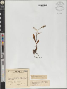 Leucorchis albida (L.) E.H.F. Meyer