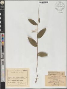 Cephalanthera alba (Crantz) Simk.
