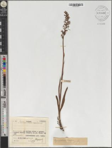 Gymnadenia conopea