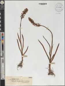 Gymnadenia conopea (L.) R. Br.