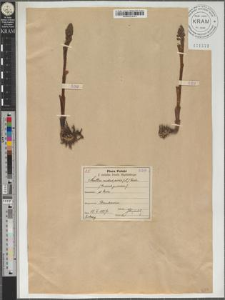 Neottia nidus avis (L.) Rich.