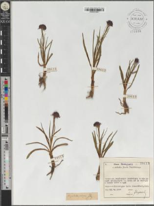 Nigritella nigra