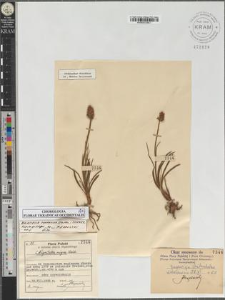 Nigritella carpatica (Zapal.) Teppner, Klein et Zagulskij