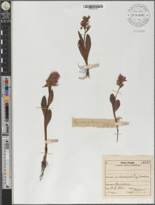 Orchis cordigera Fr.