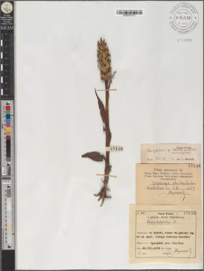 Dactylorhiza sp. (sect. latifoliae) Necker ex Nevski