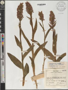 Dactylorhiza majalis (Reichenb.) P.F. Hunt et Summerhayes