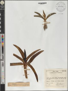 Orchis mascula L. var. Stabianus Rchb.