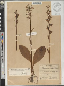 Platanthera chlorantha Cust. ex Rchb.