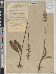 Platanthera bifolia (L.) Rich. subsp. bifolia