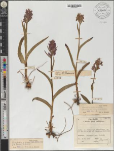 Dactylorhiza ×braunii (Hal.) Borsos et Soó