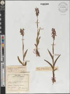 Dactylorhiza ×braunii (Hal.) Borsos et Soó