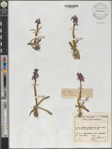 Orchis morio