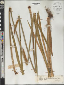 Acorus calamus L.