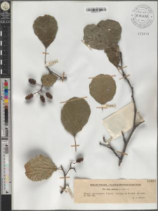 Alnus glutinosa (L.) Gaertn.