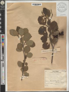 Alnus incana