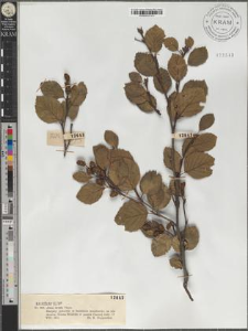 Alnus viridis (Chaix) Lam. et DC.