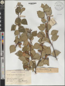 Betula pubescens Ehrh. subsp. carpatica (Willd.) Asch. et Graebn.
