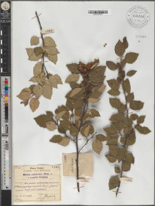 Betula pubescens Ehrh. × humilis Schrank