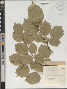 Corylus colurna