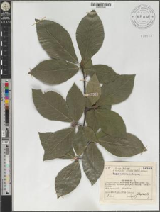 Fagus orientalis Lipsky