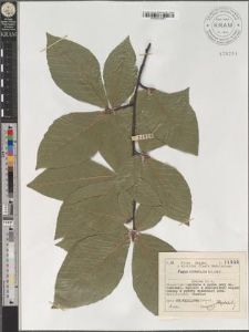 Fagus orientalis Lipsky