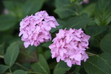 Hydrangea macrophylla (Thunb.) Ser. in DC.