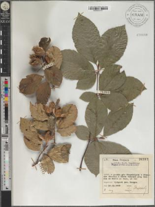 Fagus orientalis Lipsky