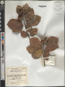 Fagus orientalis Lipsky