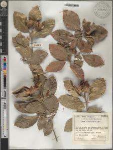 Fagus orientalis Lipsky