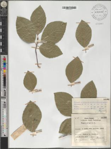 Fagus silvatica L.