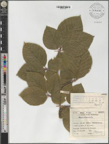 Fagus silvatica L.