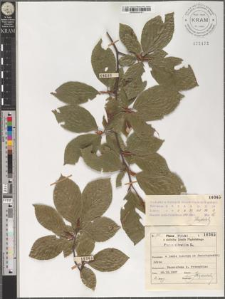 Fagus silvatica L.