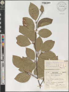 Fagus silvatica L.