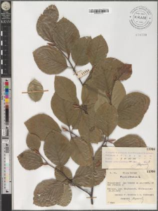 Fagus silvatica L.