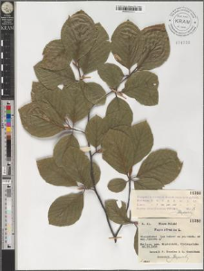 Fagus silvatica L.