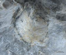 Goniodromites serratus