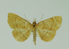 Paracolax tristalis (Fabricius, 1794)