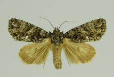 Acronicta rumicis (Linnaeus, 1758)