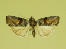 Cryphia fraudatricula (Hübner, 1803)