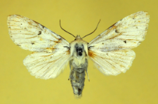 Acronicta leporina (Linnaeus, 1758)