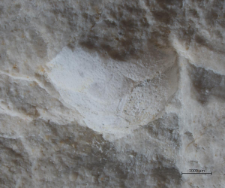 Goniodromites species