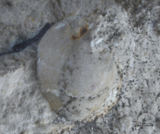 Tanidromites scheffnerae