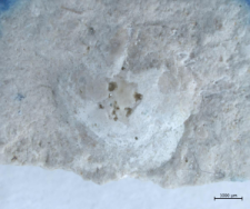 Tanidromites species