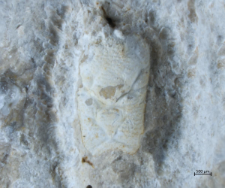 Gastrodorus bzowiensis