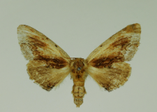 Ptilodon cucullina (Denis & Schiffermüller, 1775)