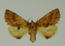 Ptilodon capucina (Linnaeus, 1758)