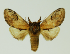 Notodonta ziczac (Linnaeus, 1758)