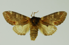 Notodonta dromedarius (Linnaeus, 1767)